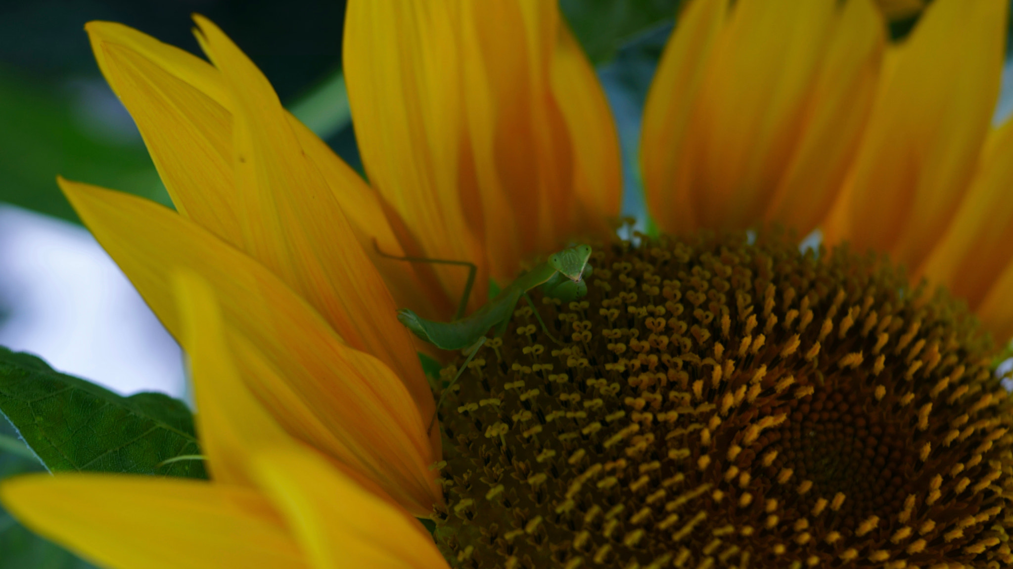 Sony 0mm F0.0 sample photo. The mantis on the flower ~w/ol~ photography