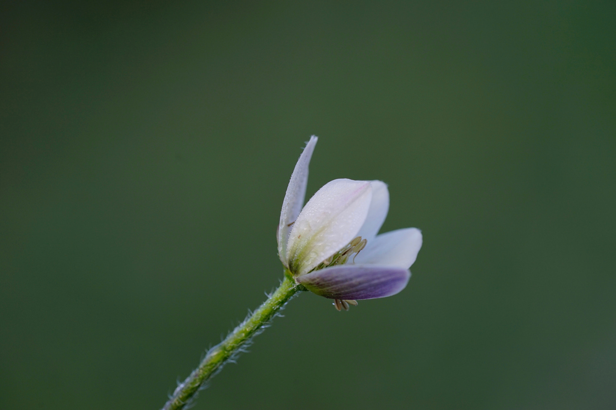Sony a7 II + Sony FE 90mm F2.8 Macro G OSS sample photo. 露珠晶莹 photography