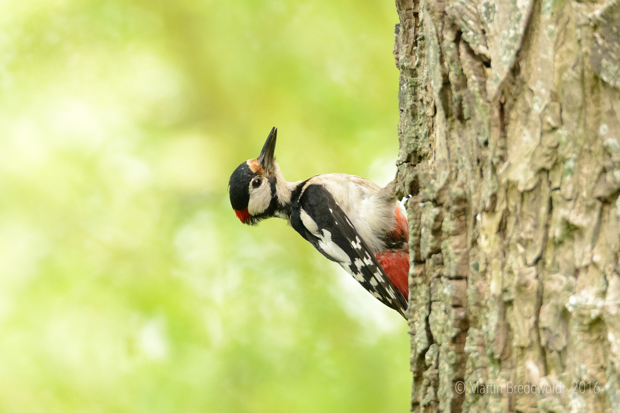 Nikon D610 + Sigma 150-600mm F5-6.3 DG OS HSM | S sample photo. Grote bonte specht - great spotted woodpecker photography