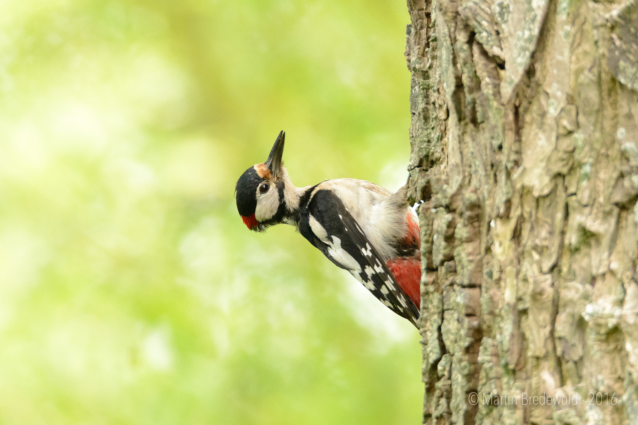 Sigma 150-600mm F5-6.3 DG OS HSM | S sample photo. Grote bonte specht - great spotted woodpecker photography