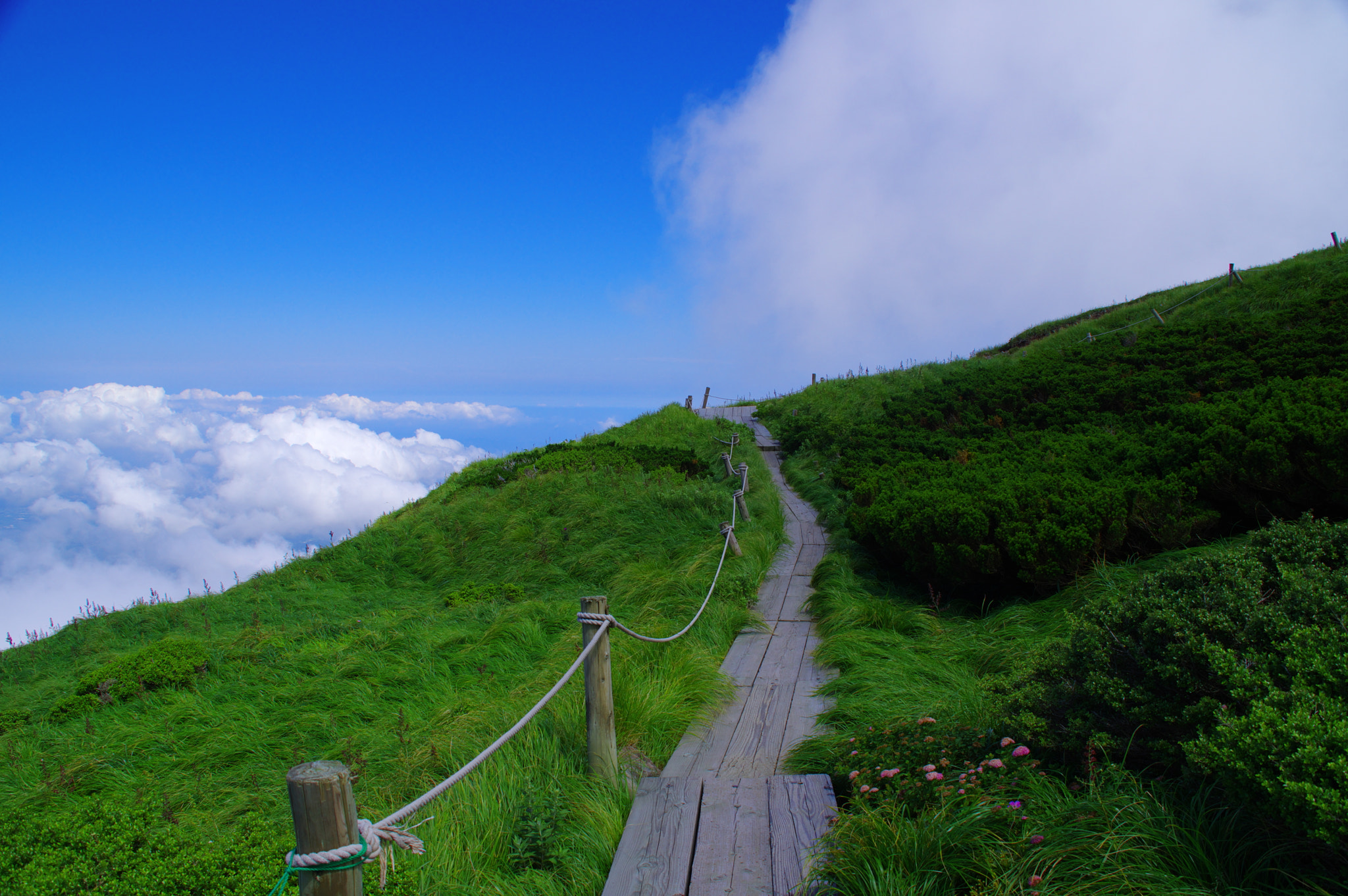 Sigma 18-300mm F3.5-6.3 DC Macro HSM sample photo. Boardwalk in grassland photography