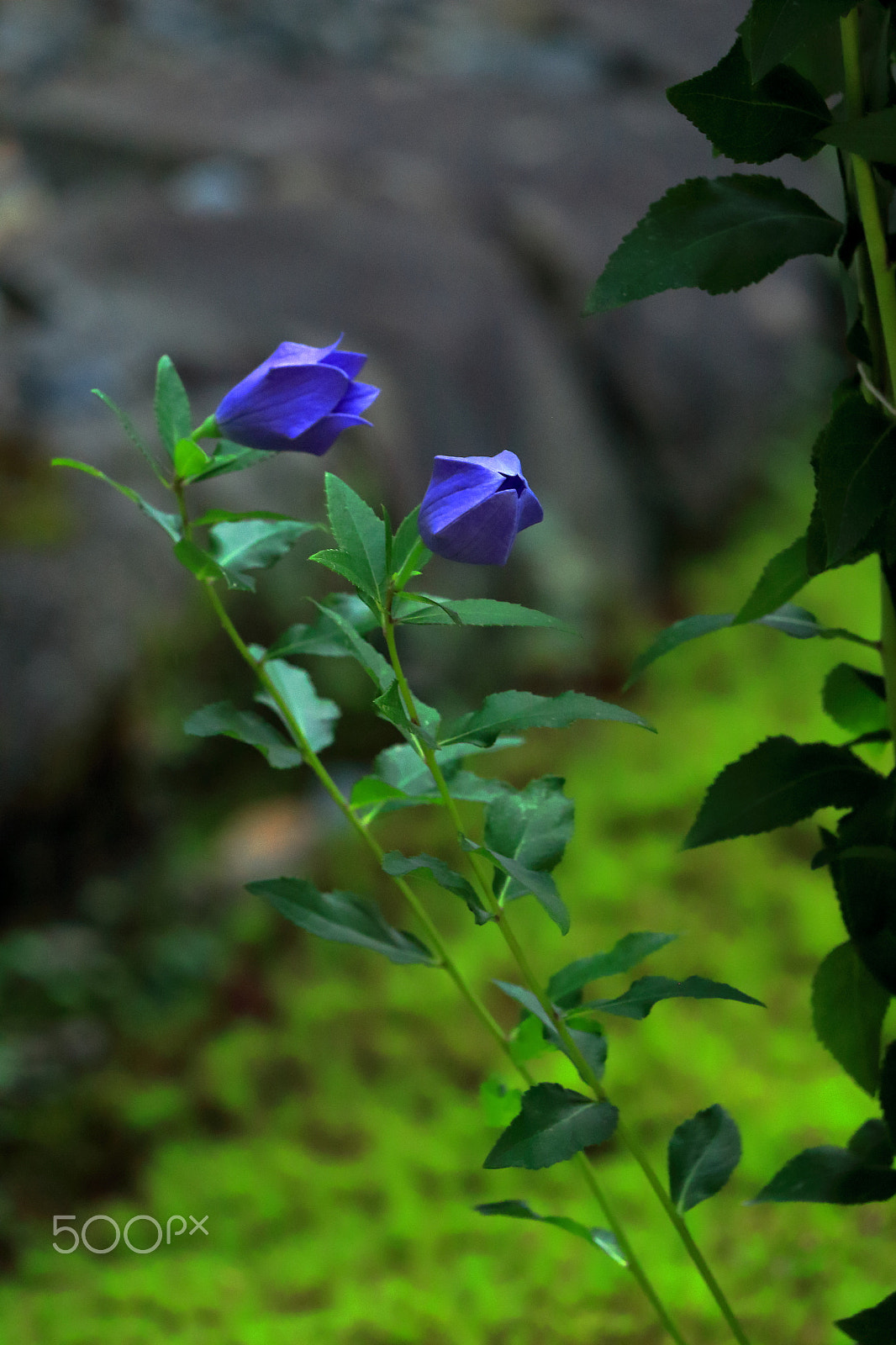 Canon EOS 100D (EOS Rebel SL1 / EOS Kiss X7) sample photo. Komachi bellflower photography