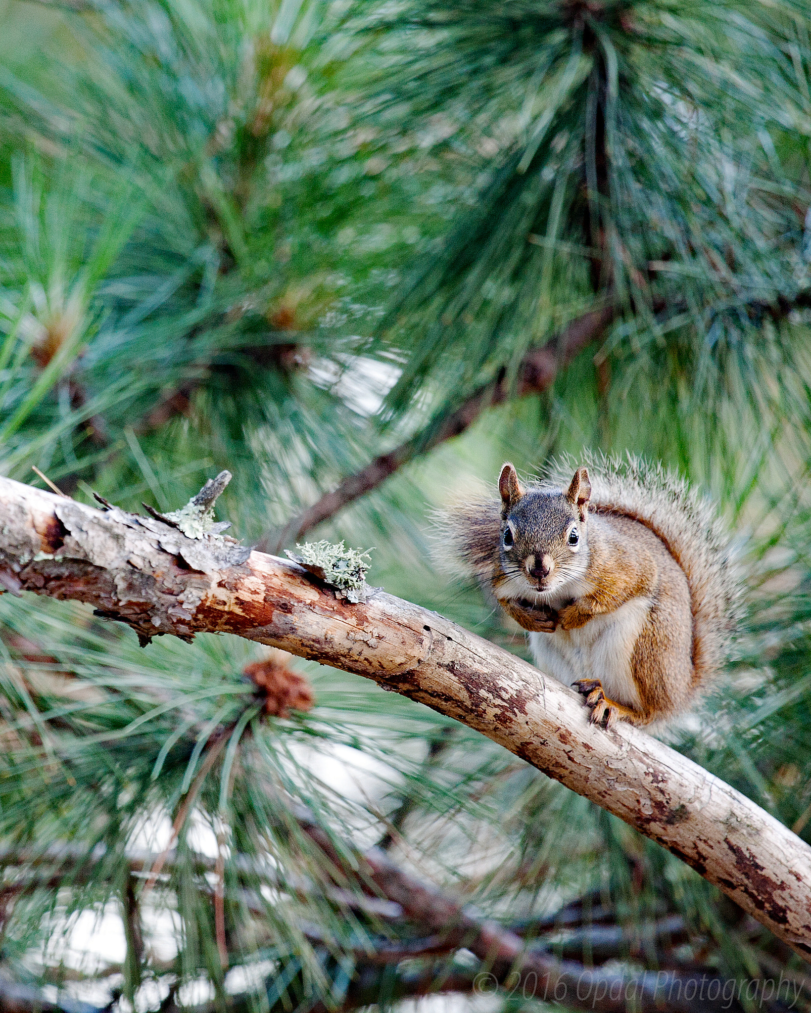 Canon EF 100-400mm F4.5-5.6L IS USM sample photo. Red squirrel photography