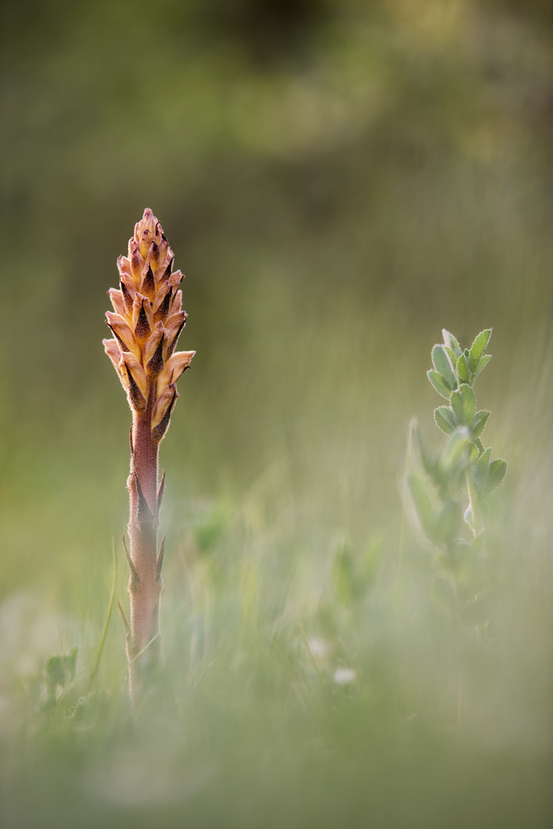 Nikon AF-S Nikkor 200mm F2G ED-IF VR sample photo. - orobranche sp. - photography