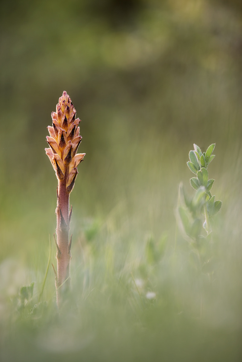 Nikon D800 + Nikon AF-S Nikkor 200mm F2G ED-IF VR sample photo. - orobranche sp. - photography