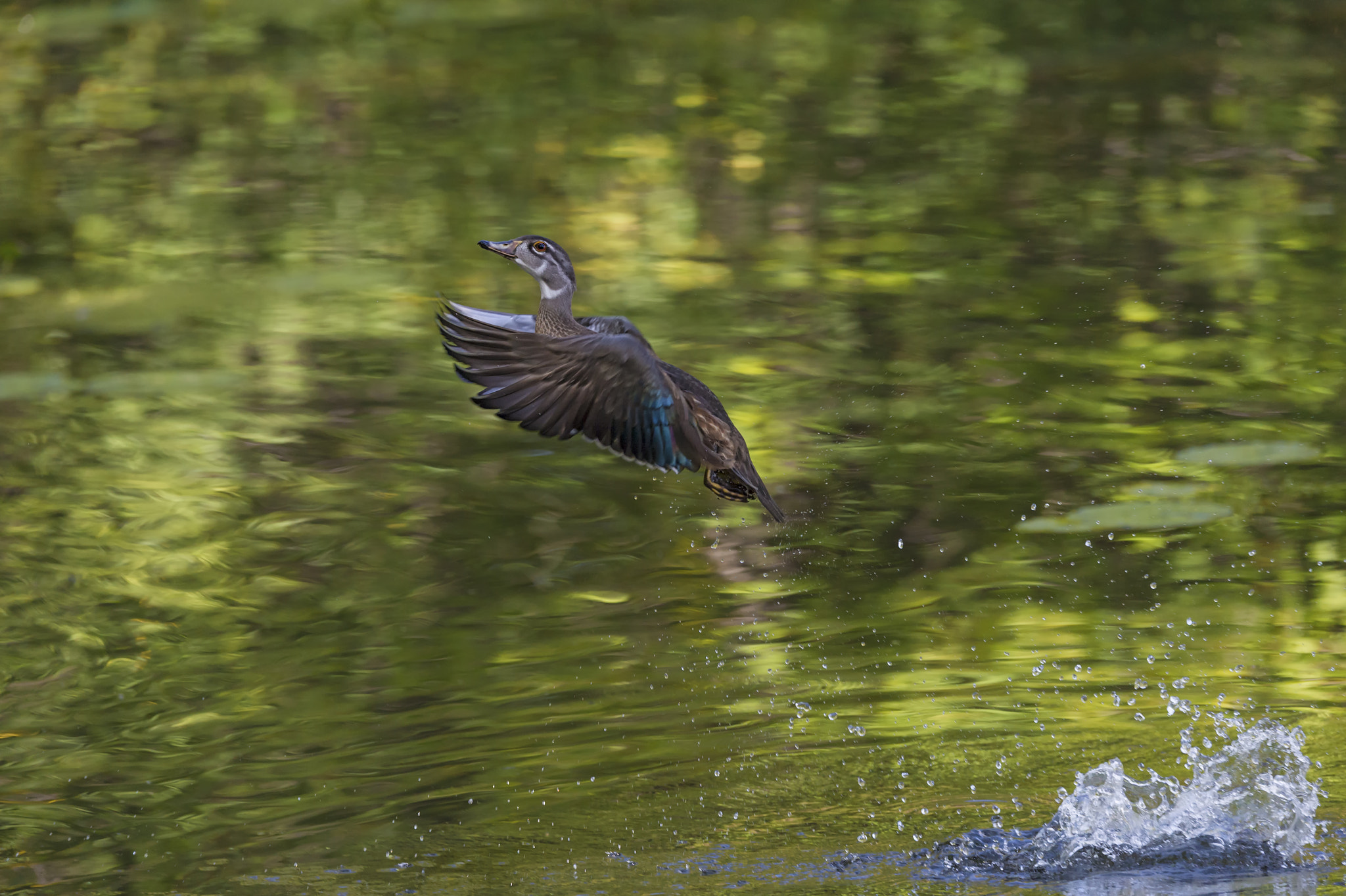 Nikon D4 sample photo. Making a splash... photography