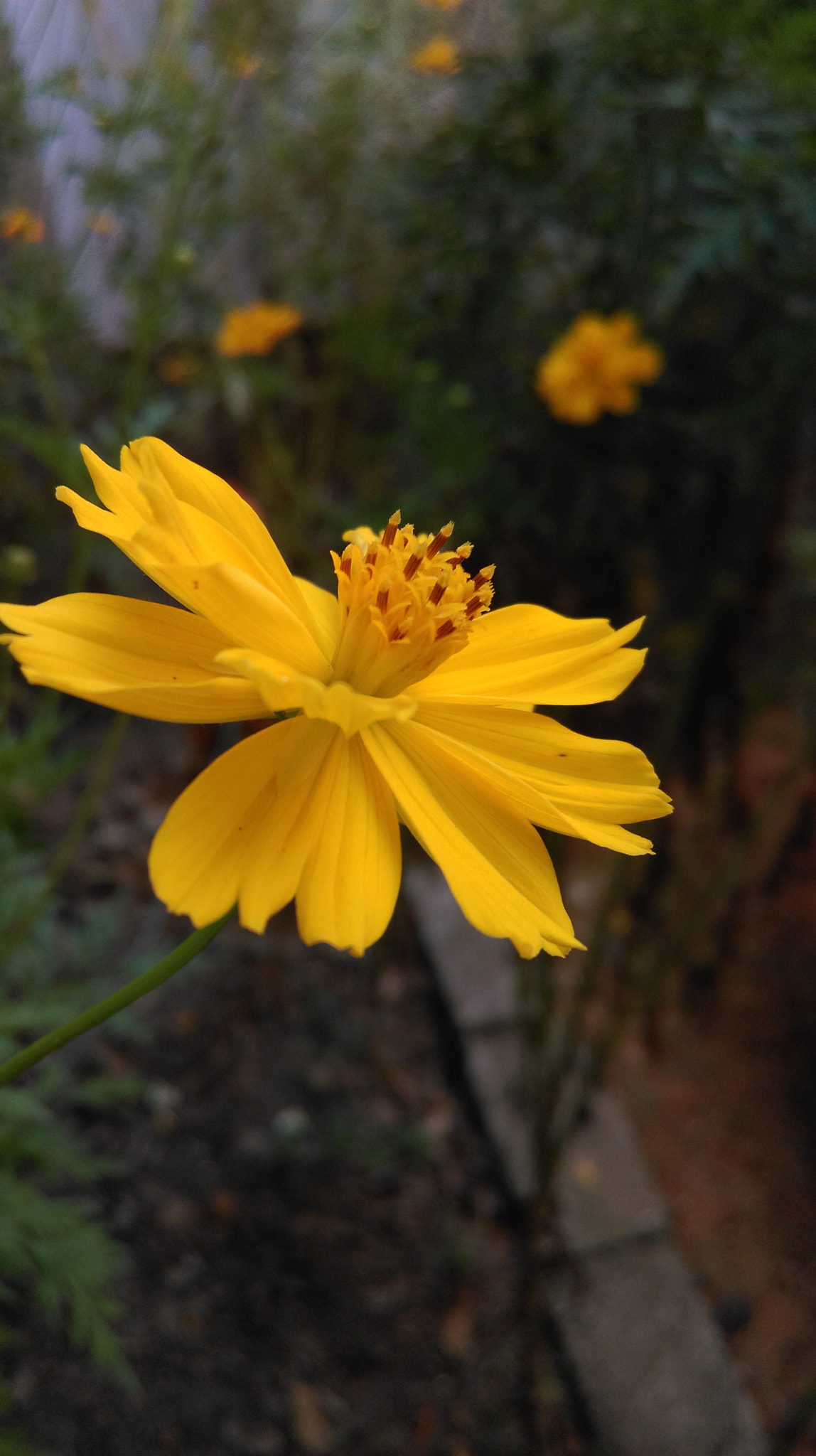 HTC 0P9C8 sample photo. Flower photography