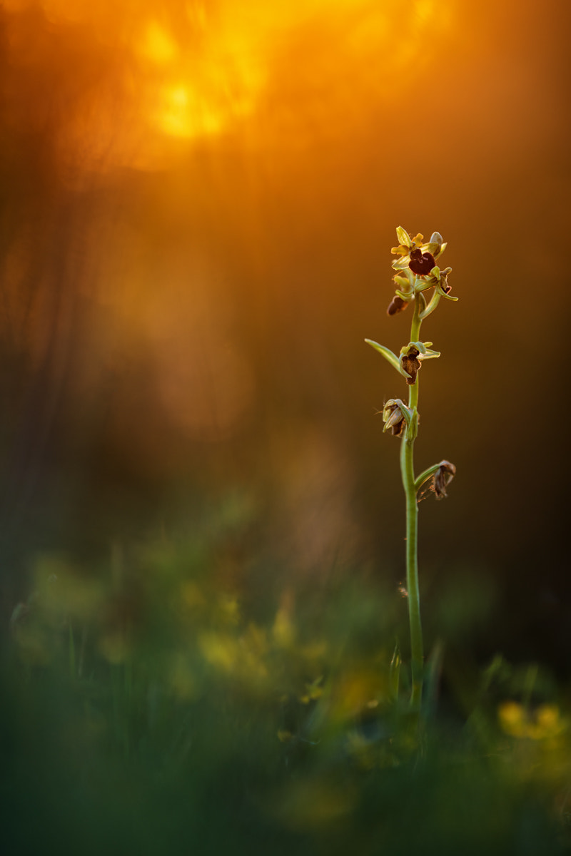Nikon AF-S Nikkor 200mm F2G ED-IF VR sample photo. - ophrys sphegodes - photography