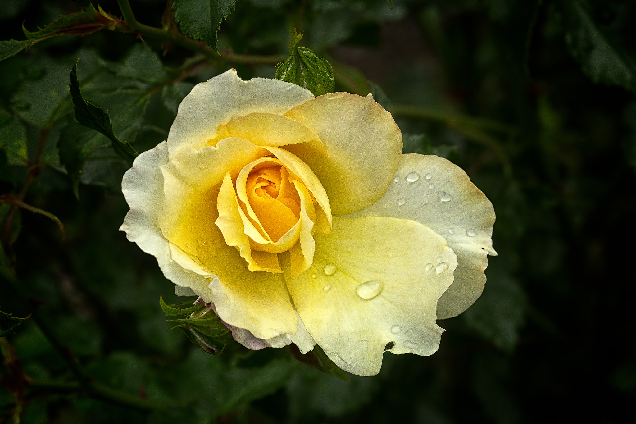 Canon EOS 6D + Tamron SP AF 90mm F2.8 Di Macro sample photo. Yellow rose photography