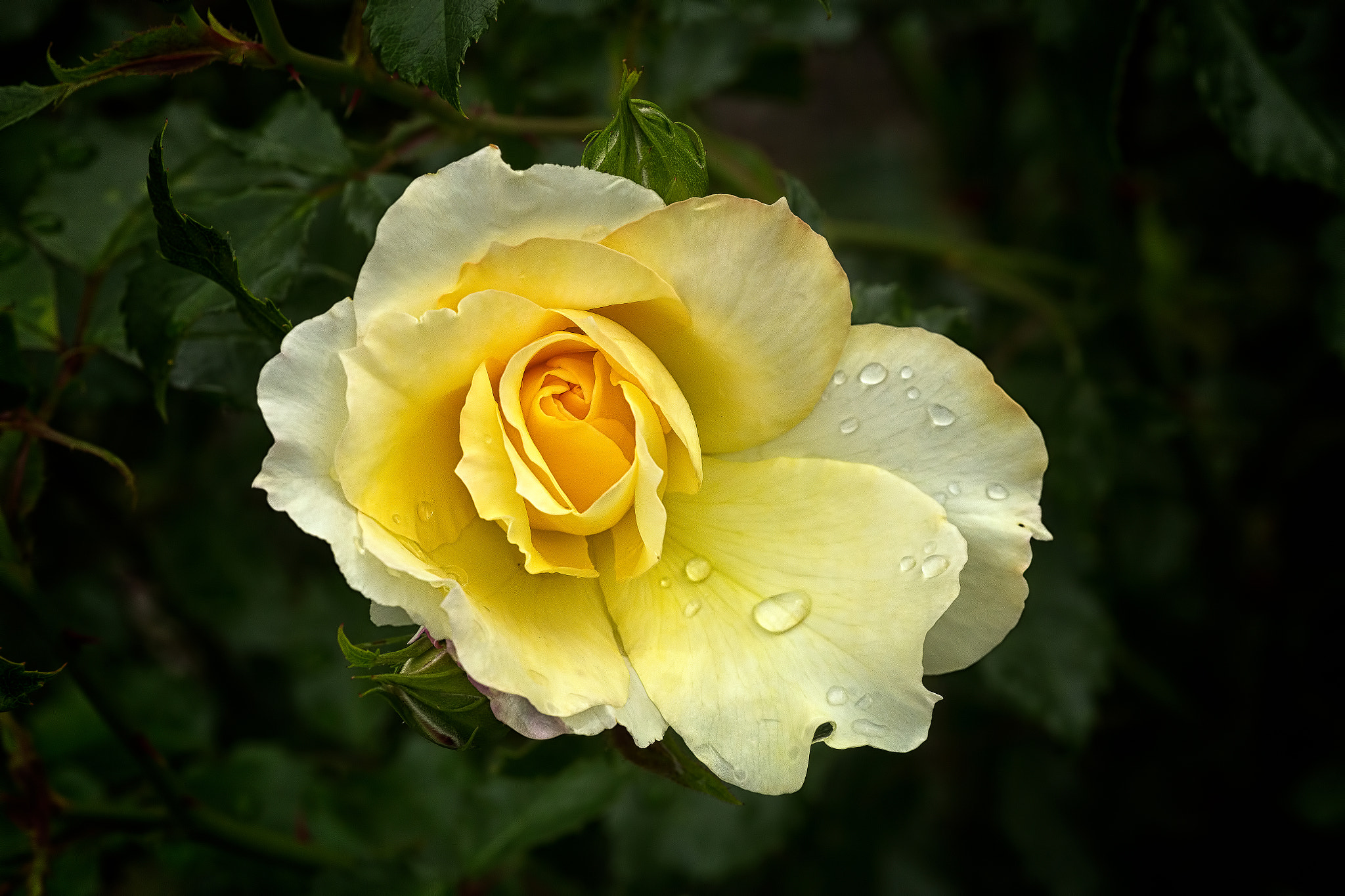 Tamron SP AF 90mm F2.8 Di Macro sample photo. Yellow rose photography
