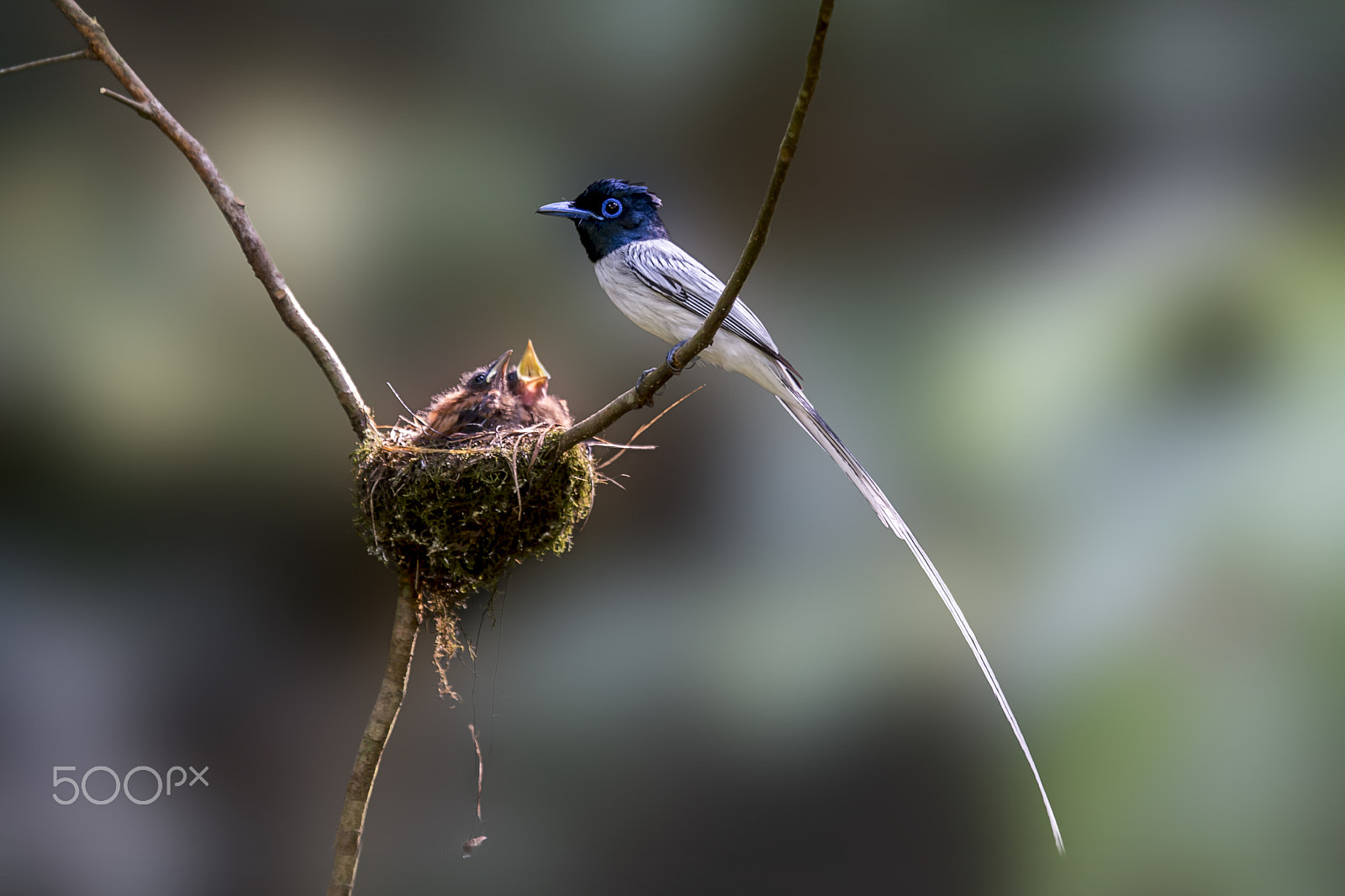 Nikon AF-S Nikkor 400mm F2.8G ED VR II sample photo. Asian paradise flycatcher photography