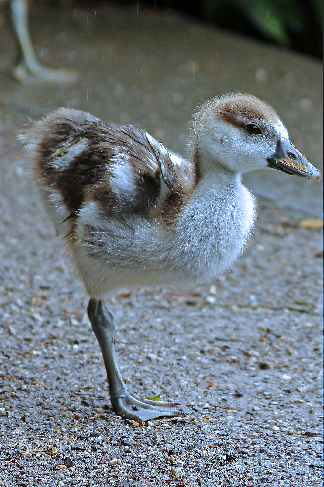 Canon EF 28-135mm F3.5-5.6 IS USM sample photo. And after... or maybe training for swan lake photography