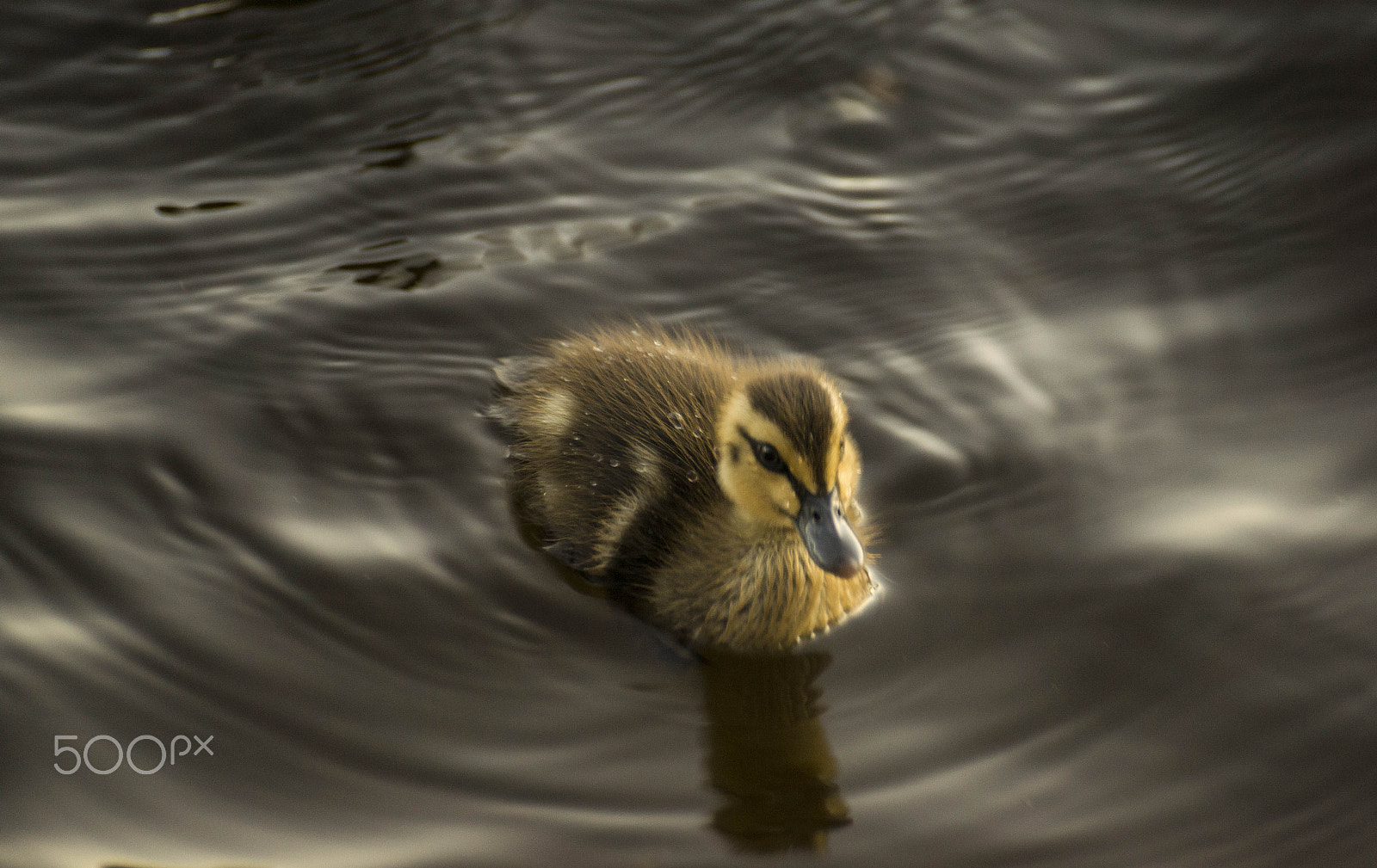 Sony DT 55-300mm F4.5-5.6 SAM sample photo. Donald photography