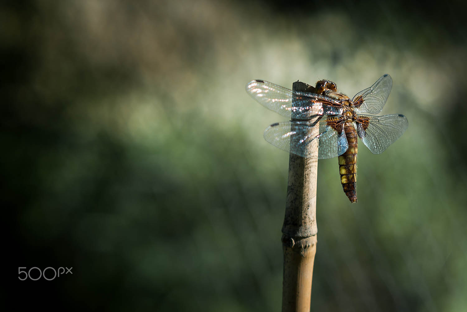 Nikon D200 + Nikon AF Nikkor 85mm F1.8D sample photo. - dragonfly - photography