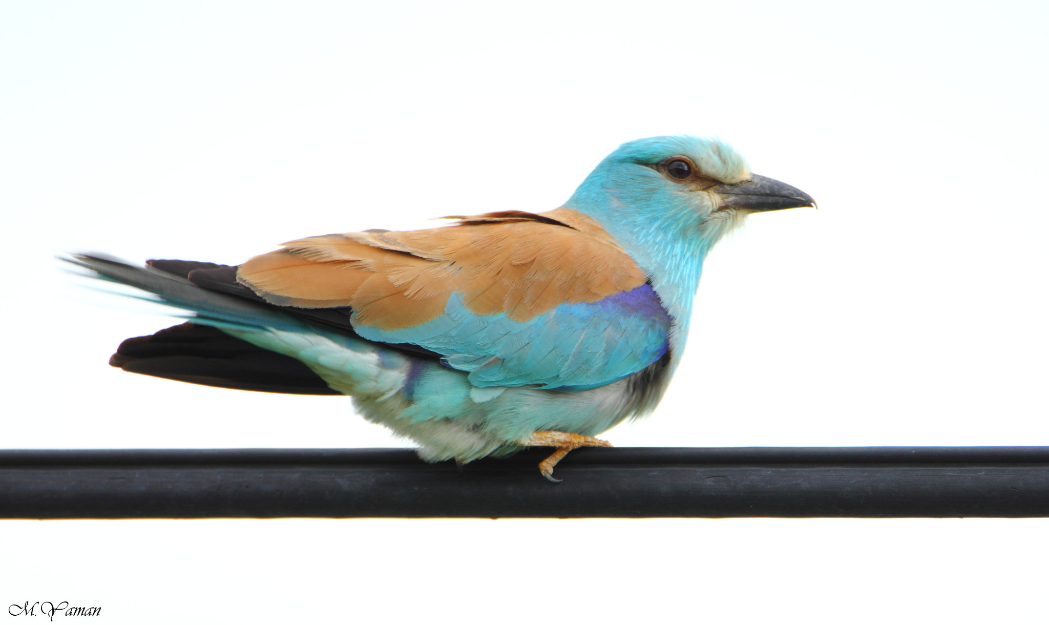 Tamron SP 150-600mm F5-6.3 Di VC USD sample photo. Gökkuzgun - european roller photography