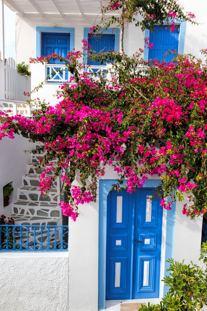 Traditional greek door with flowers in Oia village on Santorini island ...