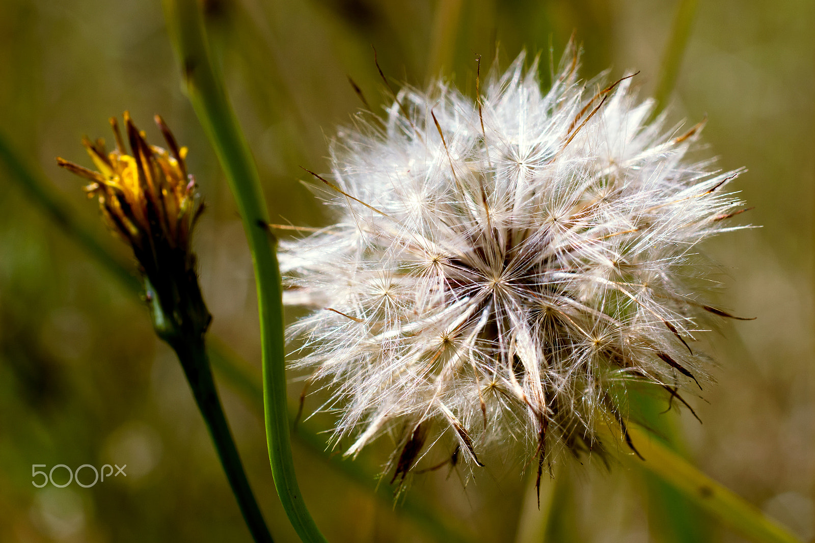 Sony ILCA-77M2 + Sigma 30mm F1.4 EX DC HSM sample photo. Jack-go-to-bed-at-noon photography