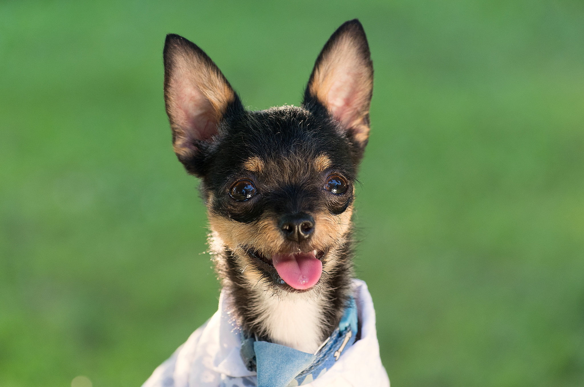 Pentax K-5 IIs sample photo. Fashion dogs photography
