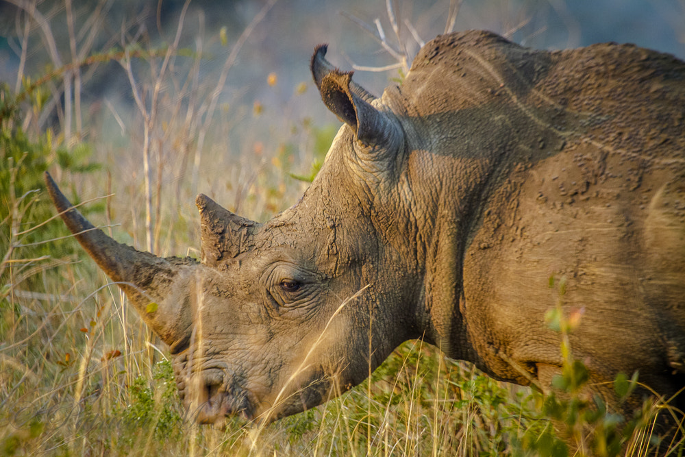 Canon EF 100-400mm F4.5-5.6L IS USM sample photo. White rhino photography