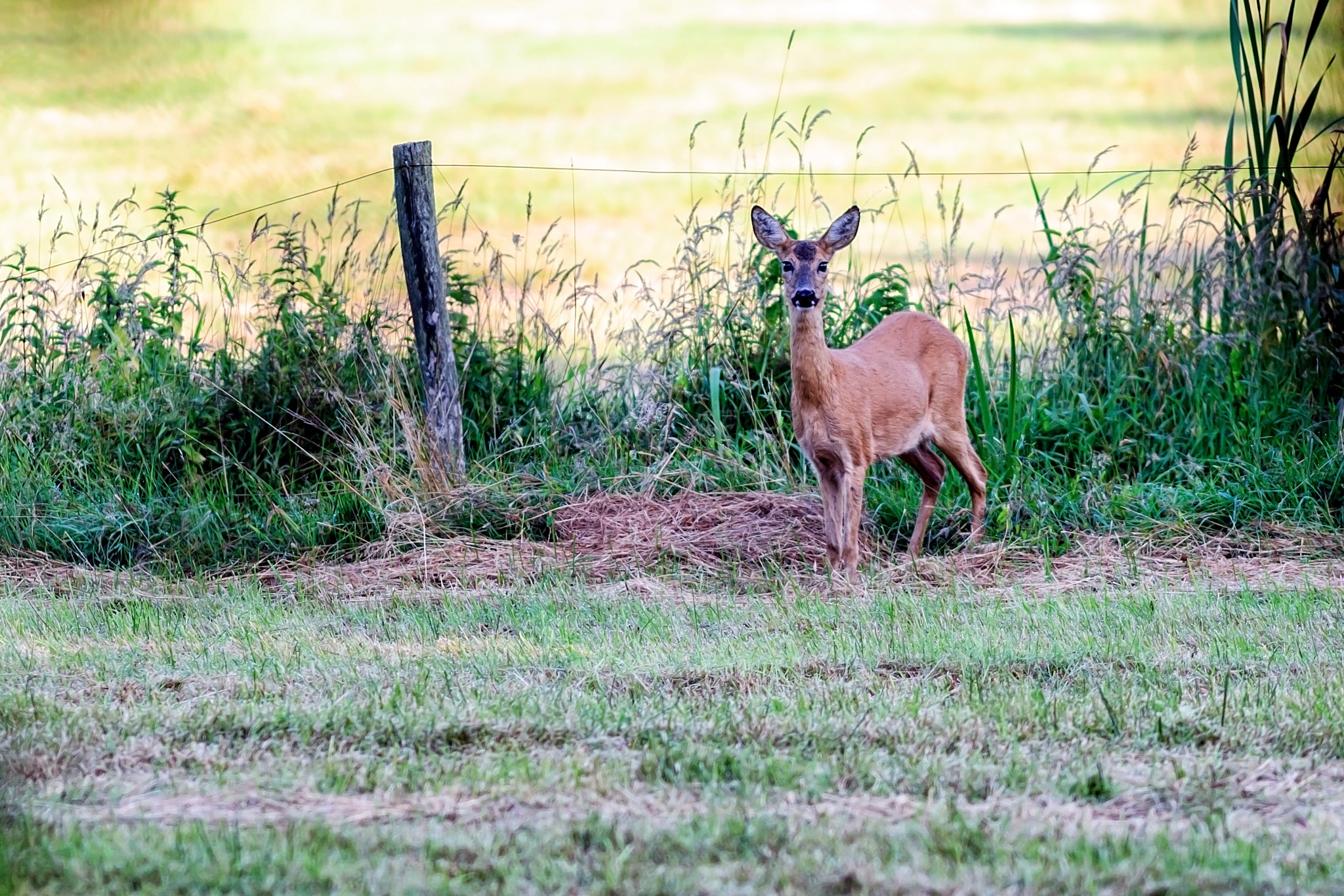 Nikon D300S + AF Nikkor 300mm f/4 IF-ED sample photo. Deer mom photography