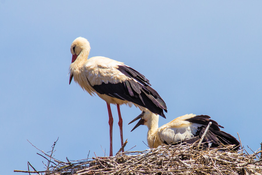 Canon EF 300mm F4L IS USM sample photo. Storch raini mit elternteil photography