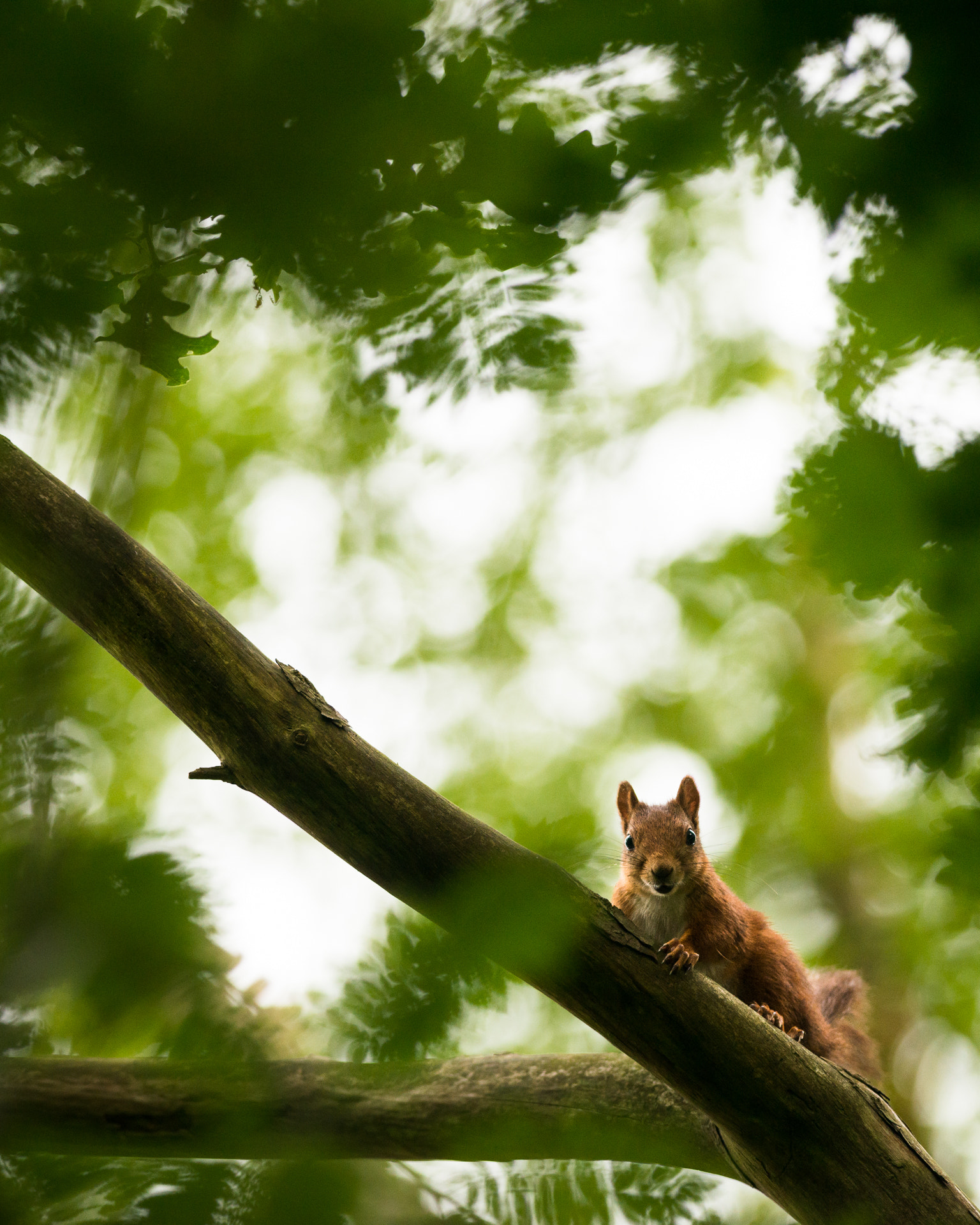 Nikon D800E + Nikon AF-S Nikkor 300mm F2.8G ED VR II sample photo. Red squirrel photography