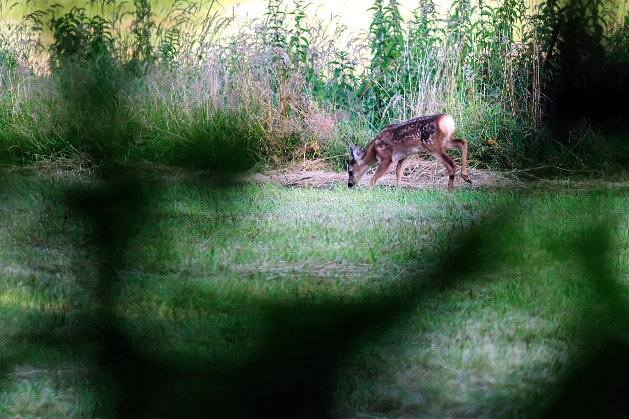 Nikon D300S + AF Nikkor 300mm f/4 IF-ED sample photo. Baby deer photography