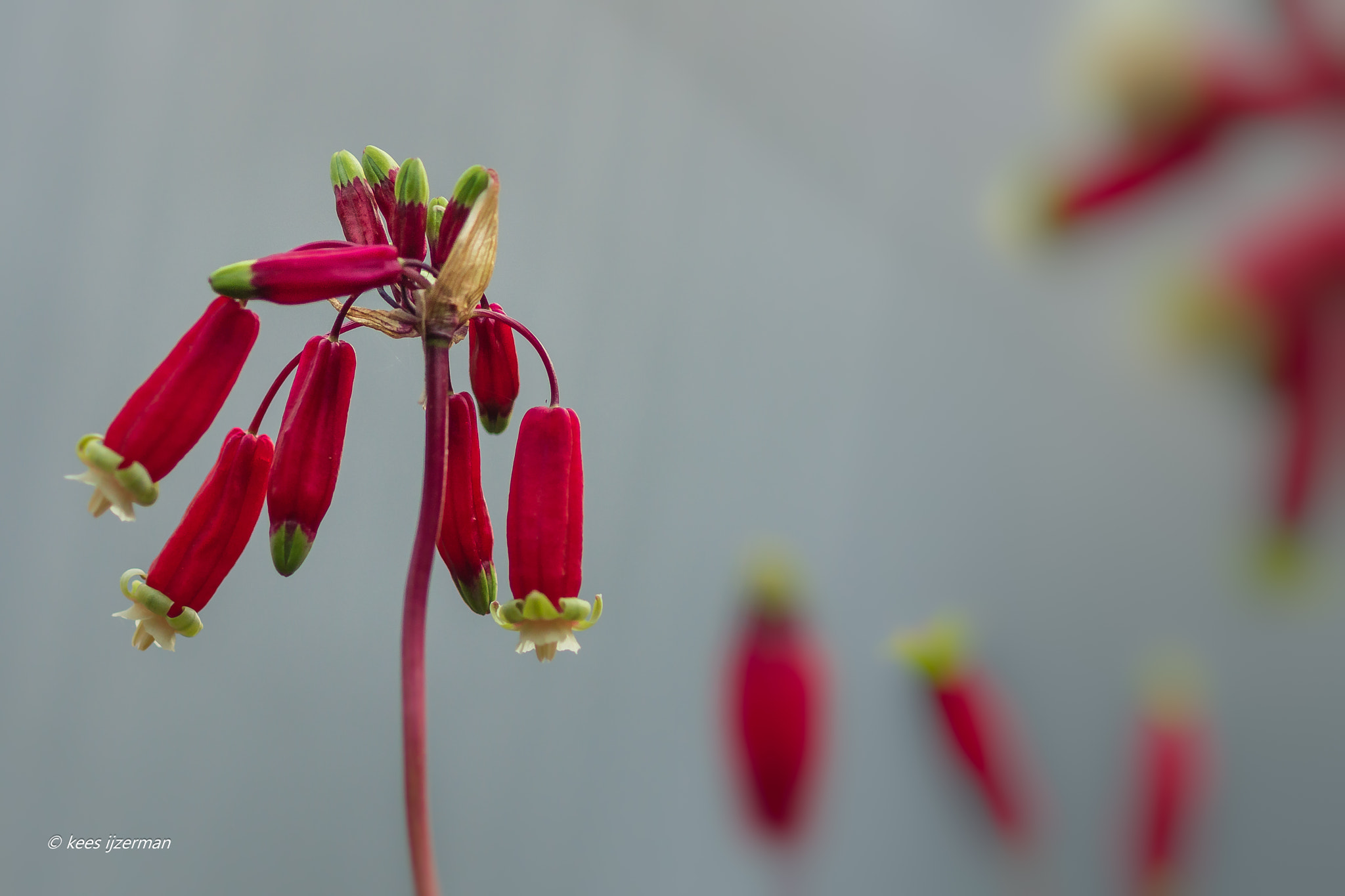 Sony SLT-A77 + Sony 100mm F2.8 Macro sample photo. Dichelostemma. photography