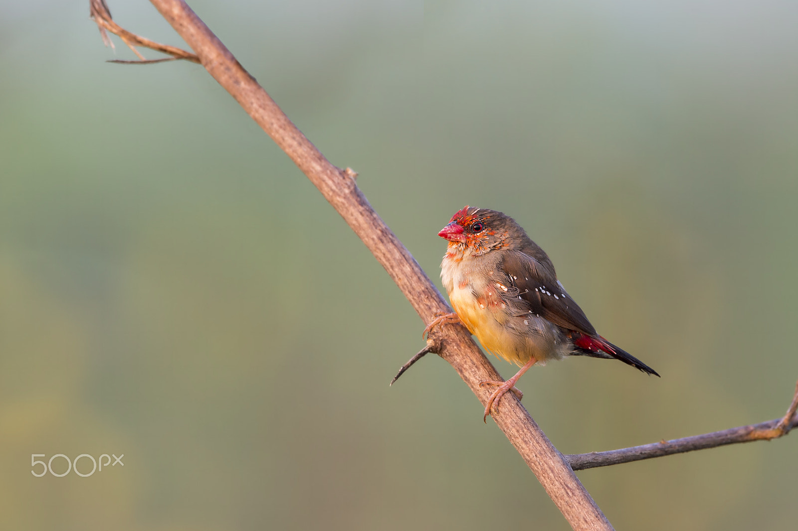 Nikon AF-S Nikkor 600mm F4E FL ED VR sample photo. Strawberry finch (jv-m) photography