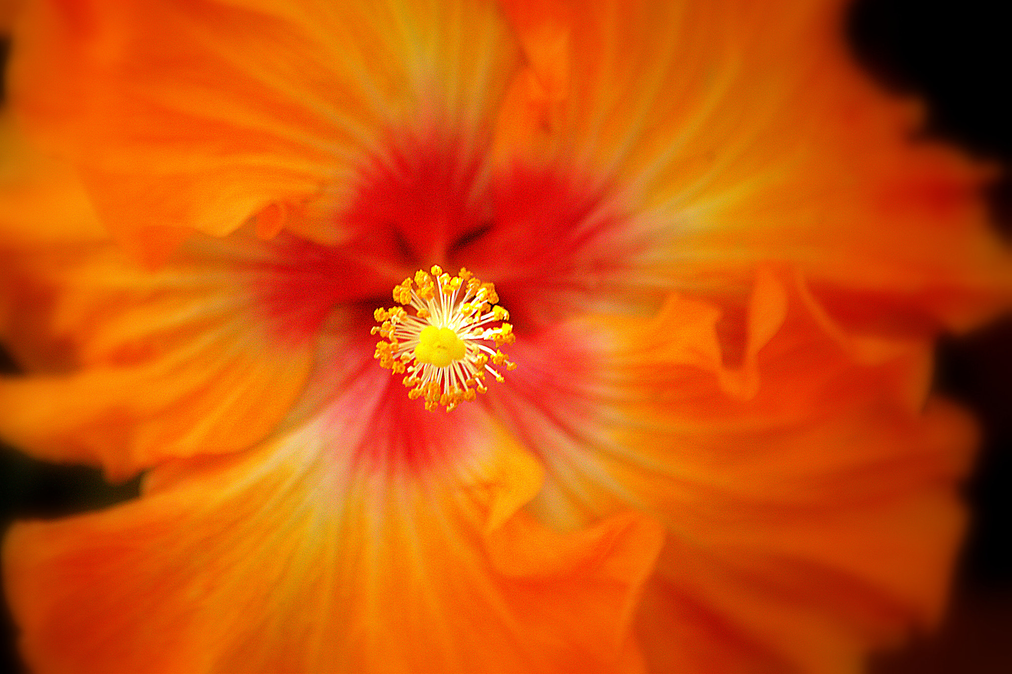Sigma 70-300mm F4-5.6 APO DG Macro sample photo. Celebration of color photography