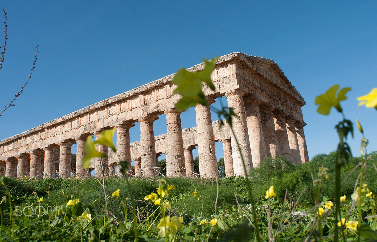 Nikon D300 + Nikon AF Nikkor 20mm F2.8D sample photo. Segesta temple yellow flowers photography