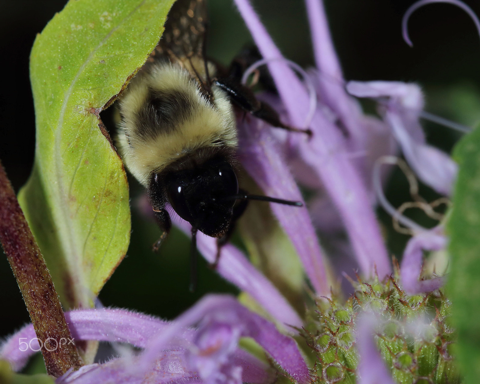 Canon EOS 760D (EOS Rebel T6s / EOS 8000D) sample photo. Bee 2016 -5 photography