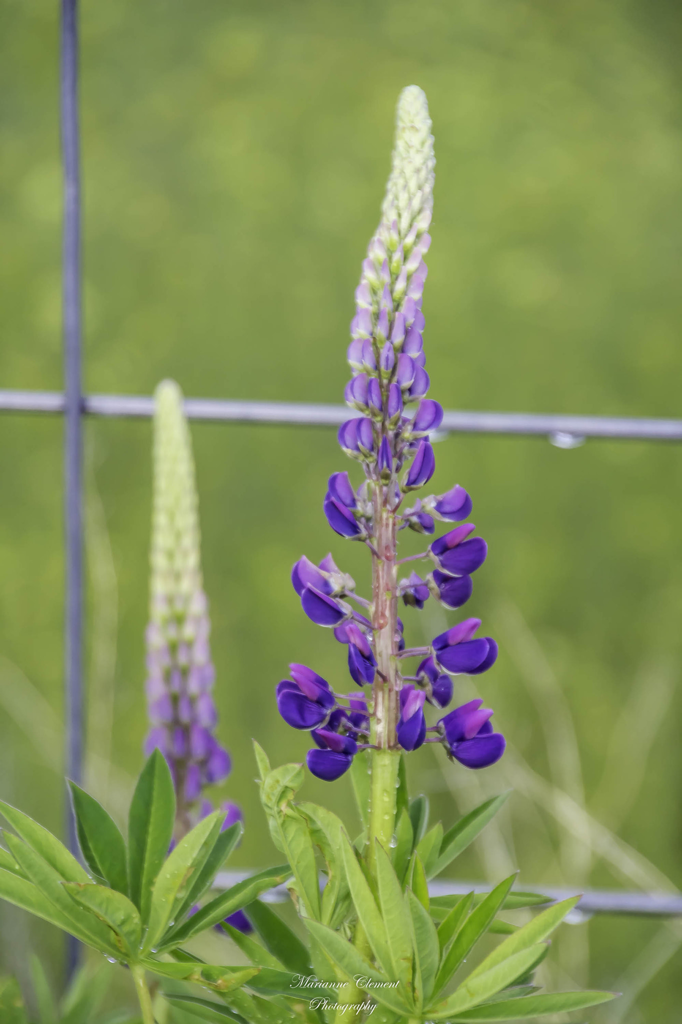 Canon EOS 1200D (EOS Rebel T5 / EOS Kiss X70 / EOS Hi) sample photo. Purple lupine photography