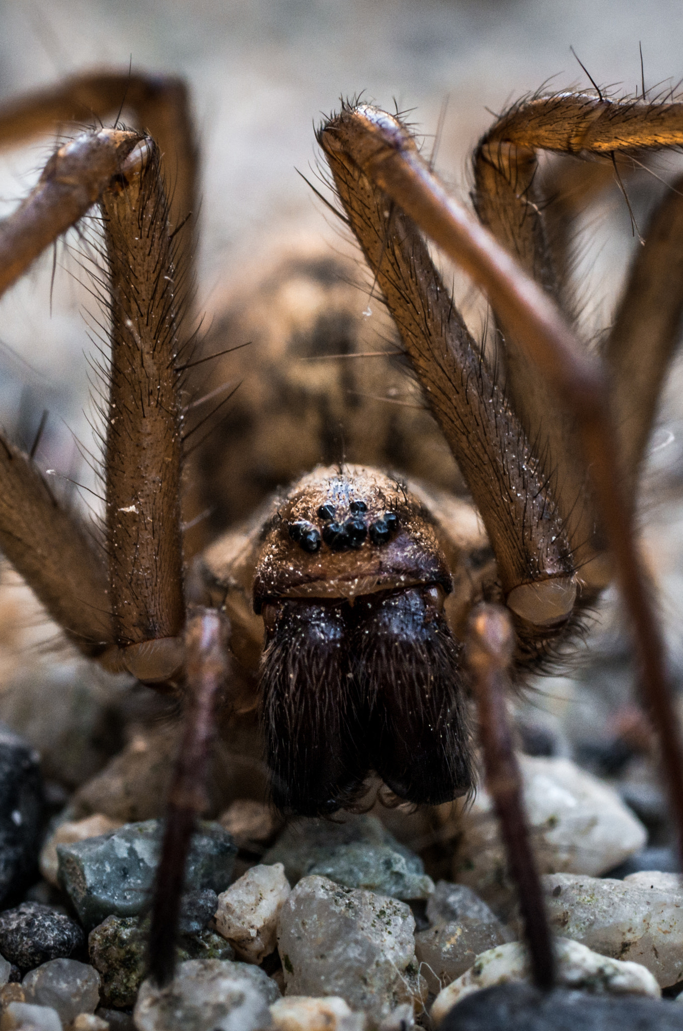 Pentax K-5 II sample photo. Tegenaria domestica (femelle) photography