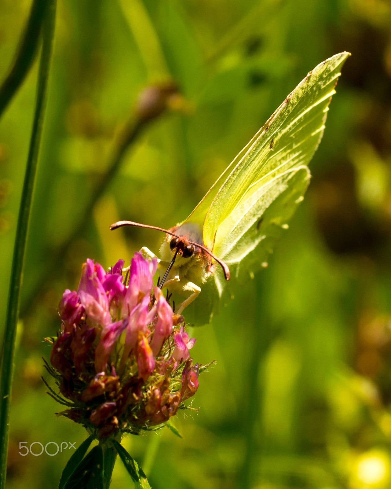 Sony ILCA-77M2 + Sigma 30mm F1.4 EX DC HSM sample photo. Common brimstone photography