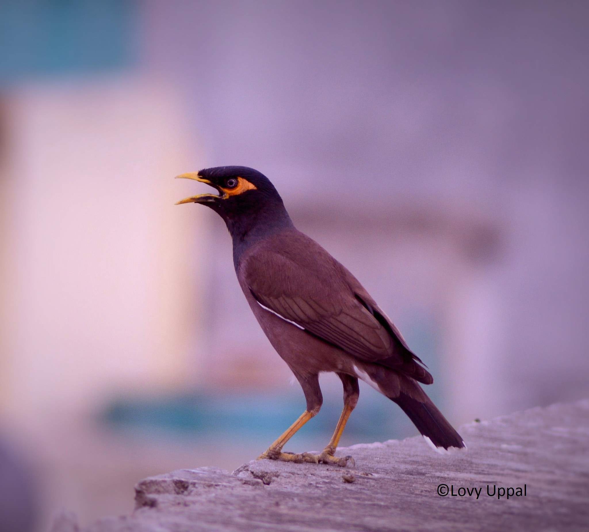 Nikon AF Nikkor 70-300mm F4-5.6G sample photo. Angry maina photography