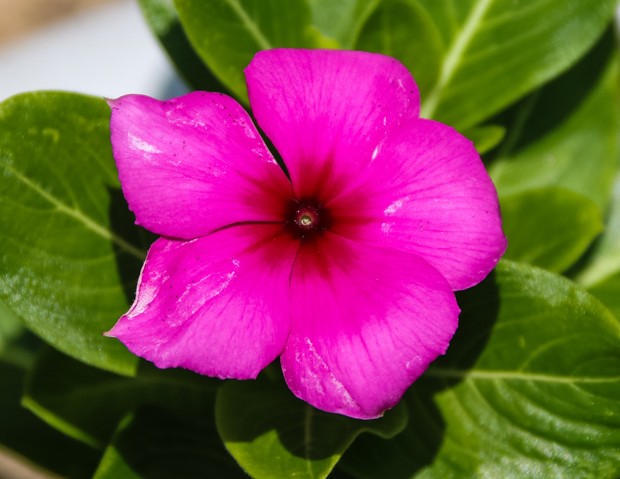 Canon EOS 760D (EOS Rebel T6s / EOS 8000D) + Canon 18-300mm sample photo. This flower grew through a concrete step. photography