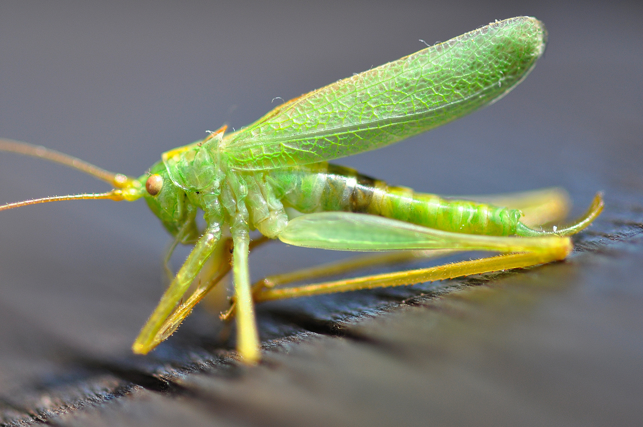 Sigma 105mm F2.8 EX DG Macro sample photo. Grasshopper photography