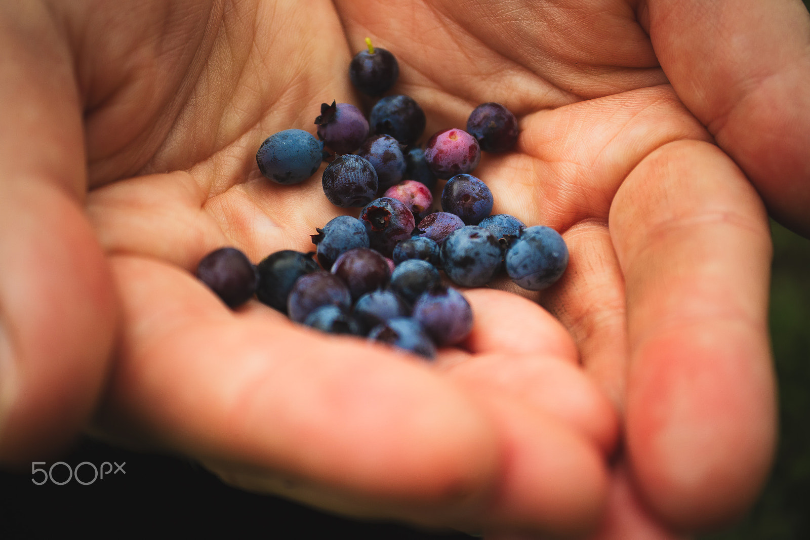 Canon EF-M 28mm F3.5 Macro IS STM sample photo. Mountain blueberries photography
