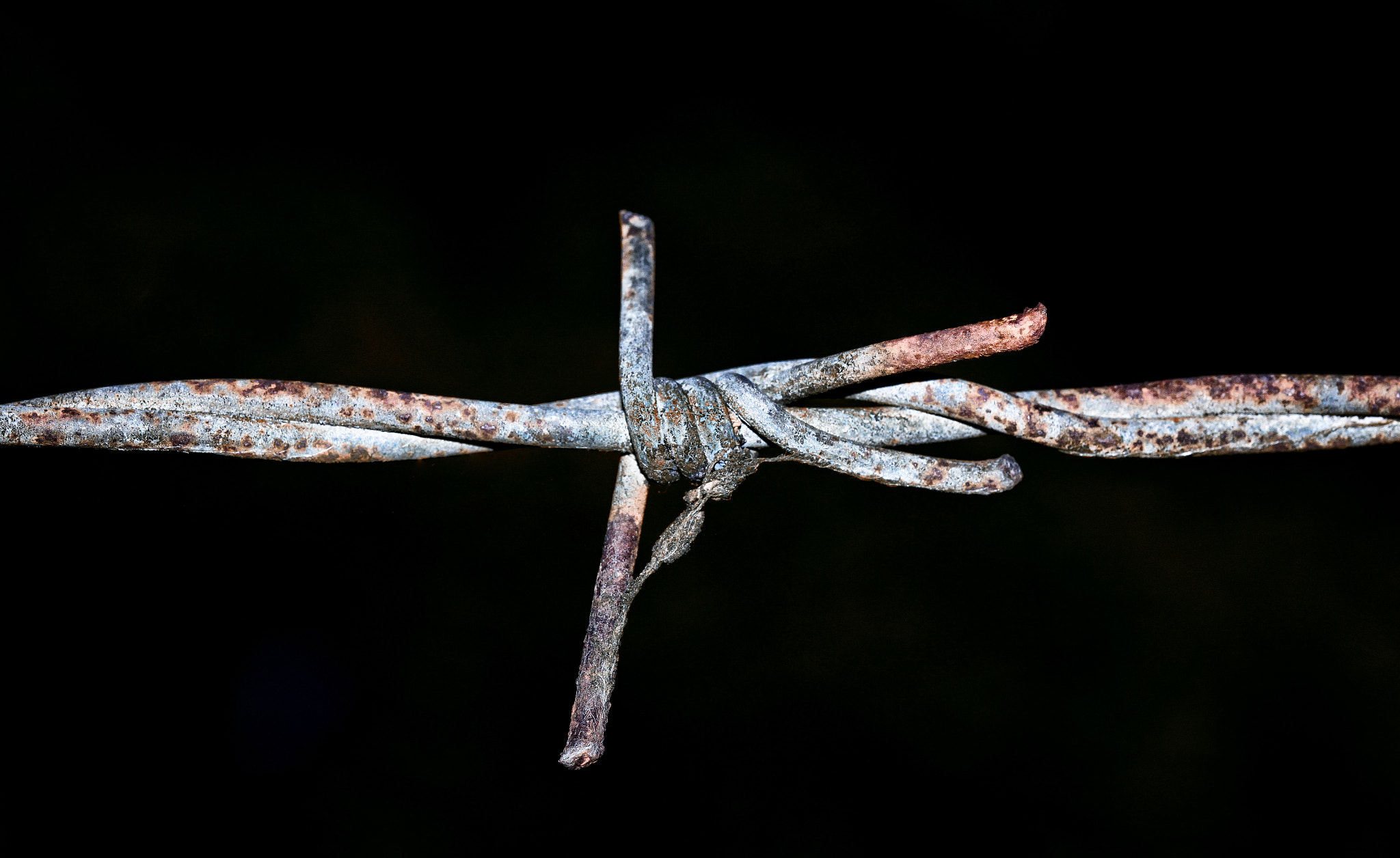 Sigma 105mm F2.8 EX DG OS HSM sample photo. Stacheldraht photography