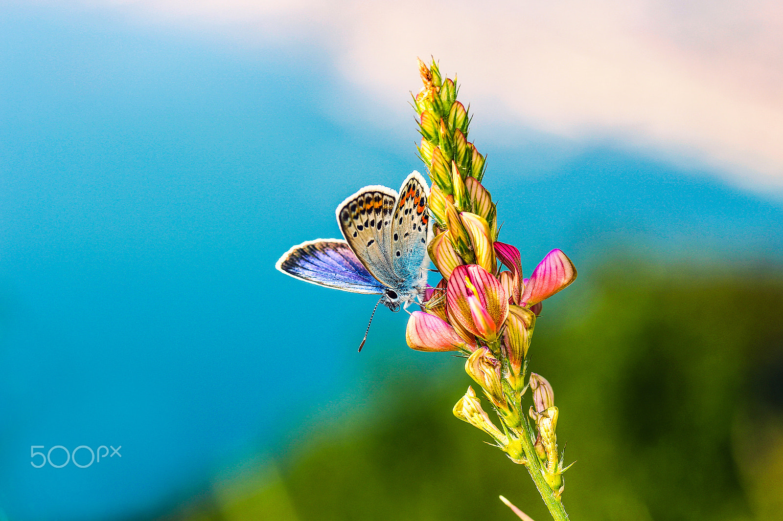 Canon EF-S 60mm F2.8 Macro USM sample photo. The sea above the clouds photography