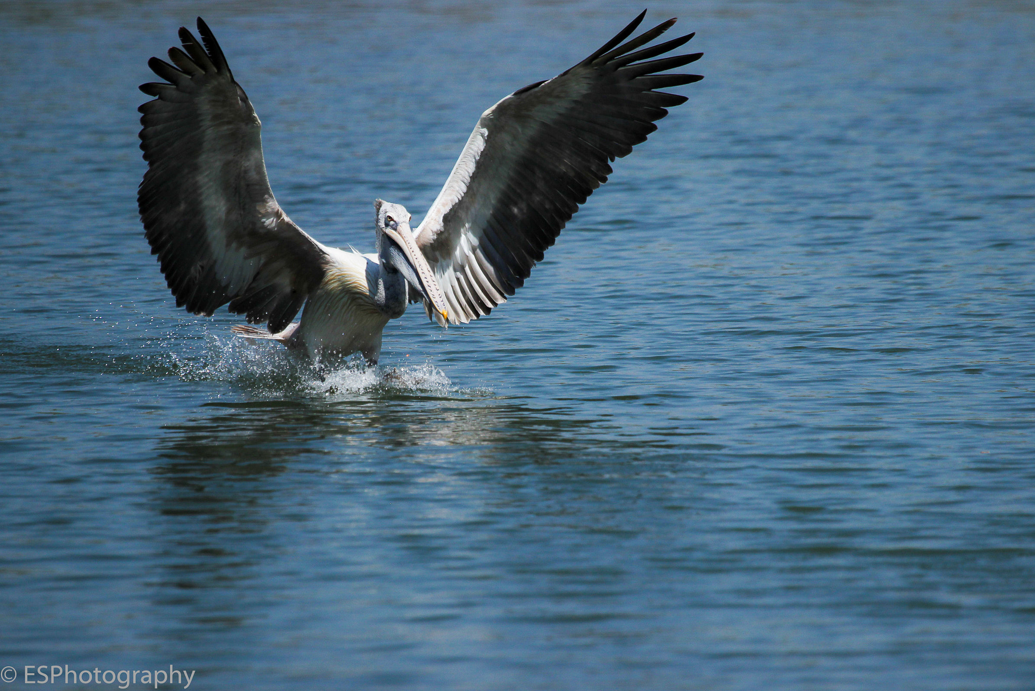 Canon EF 100-400mm F4.5-5.6L IS USM sample photo. Landing photography