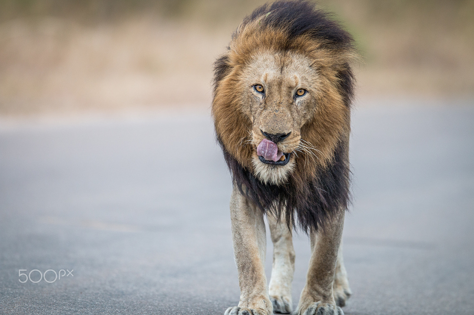 Canon EOS 70D + Canon EF 400mm F2.8L IS II USM sample photo. Male lion walking towards the camera photography