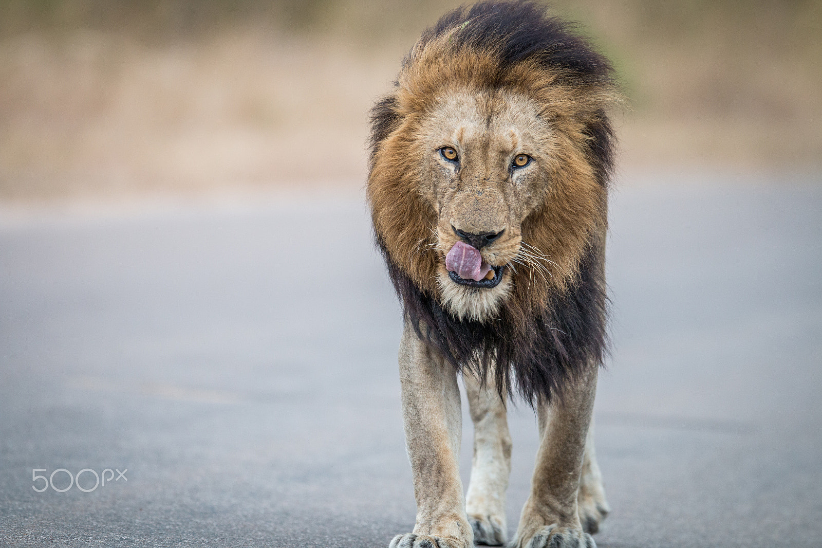Canon EF 400mm F2.8L IS II USM sample photo. Male lion walking towards the camera photography