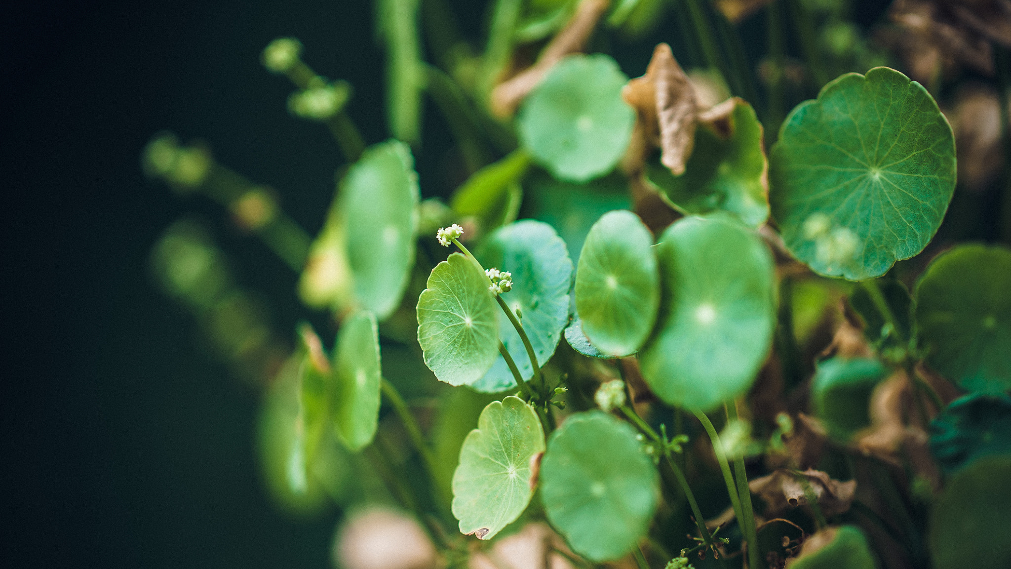 Sony Sonnar T* 135mm F1.8 ZA sample photo. Desmodium photography