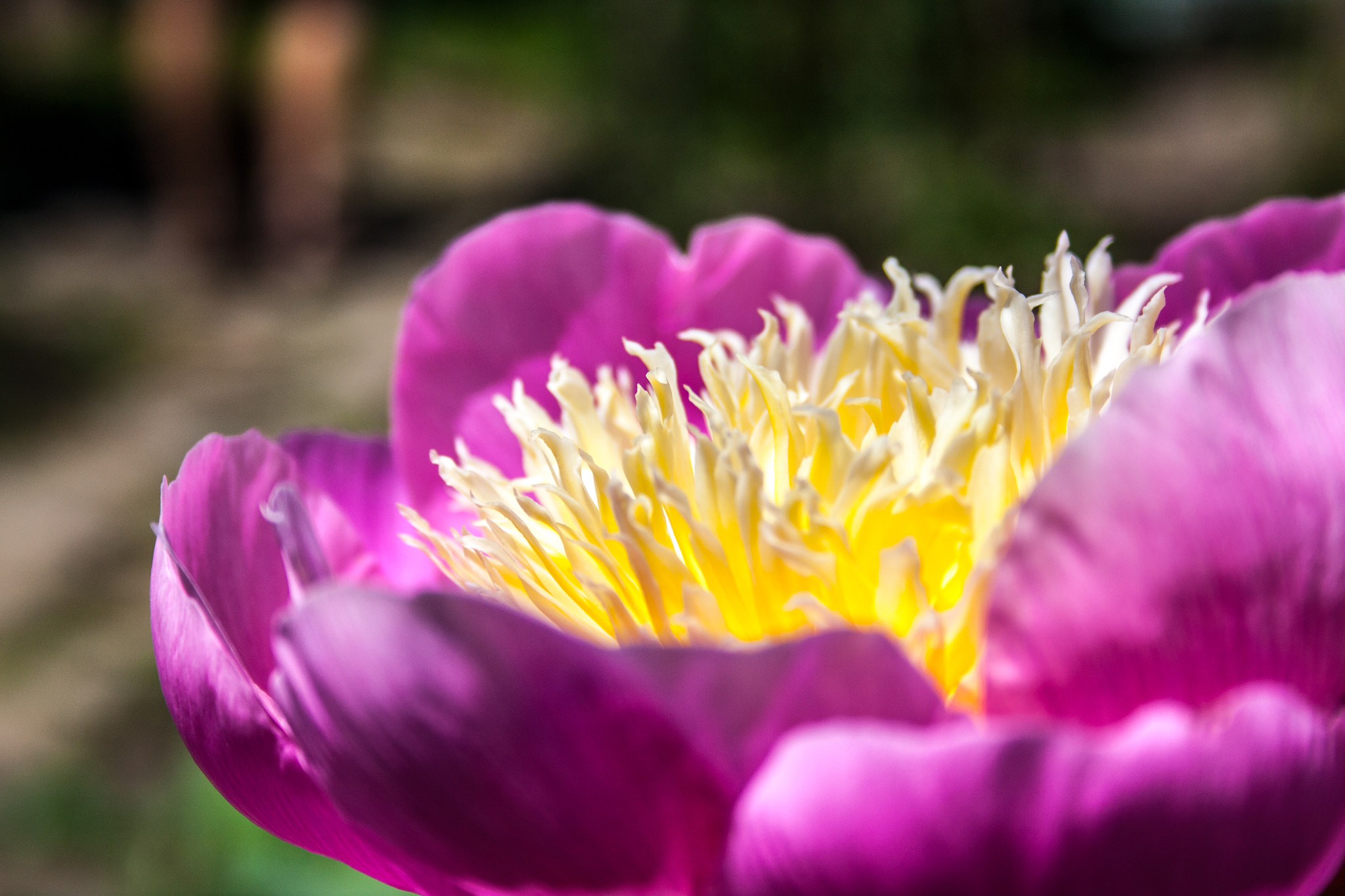 Canon EF-S 18-55mm f/3.5-5.6 USM sample photo. Flower photography