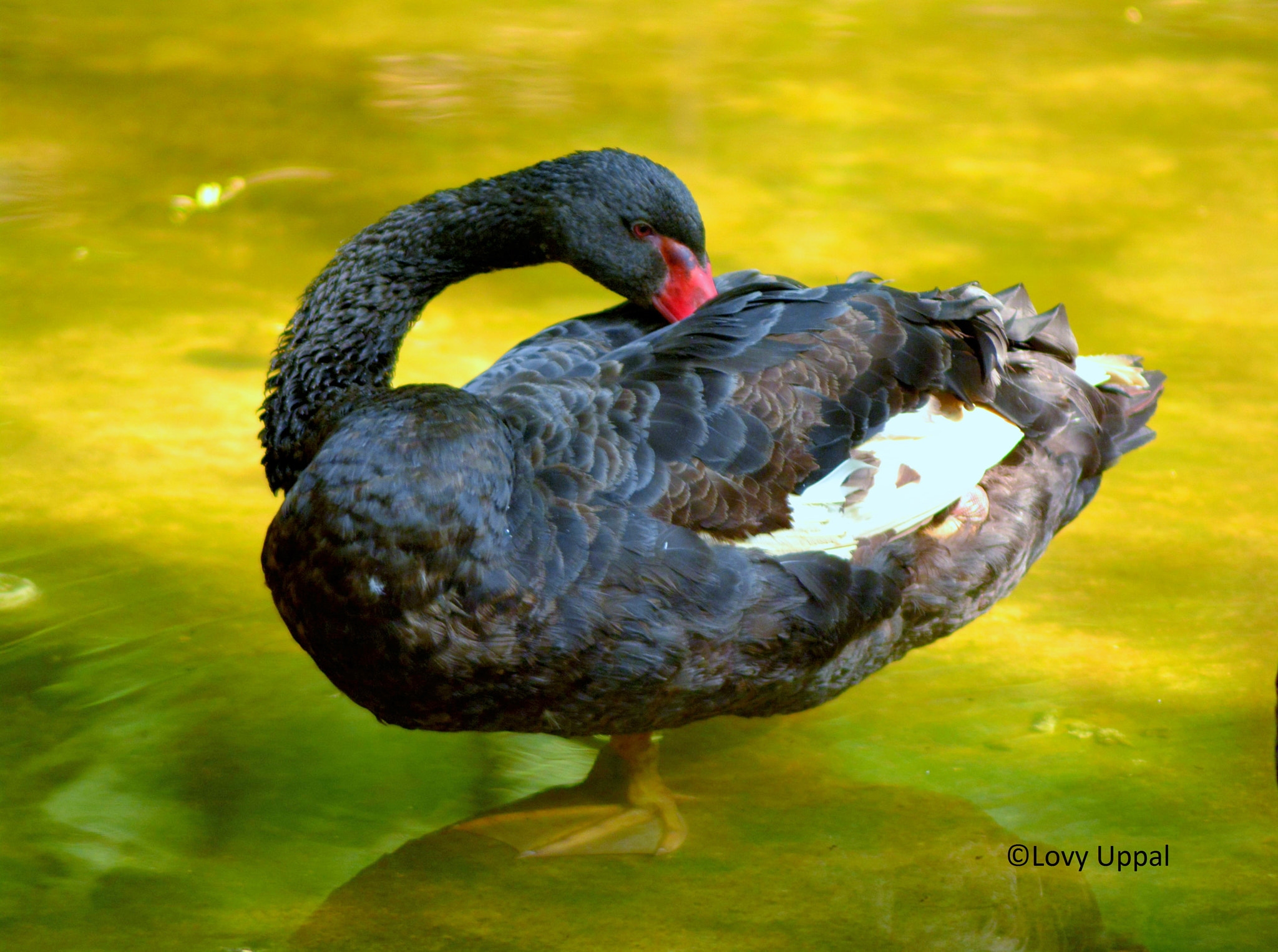 Nikon D7100 sample photo. The black swan photography