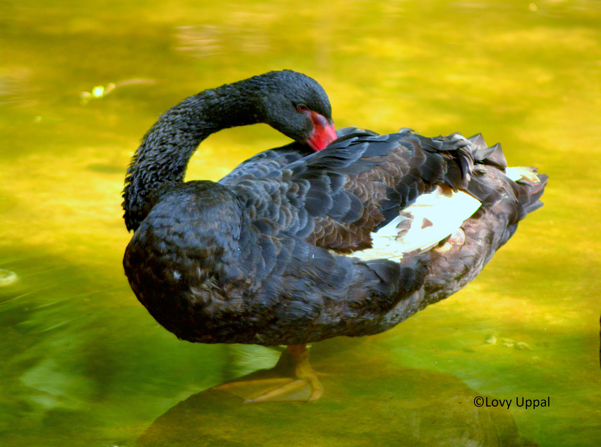 Nikon AF Nikkor 70-300mm F4-5.6G sample photo. The black swan photography