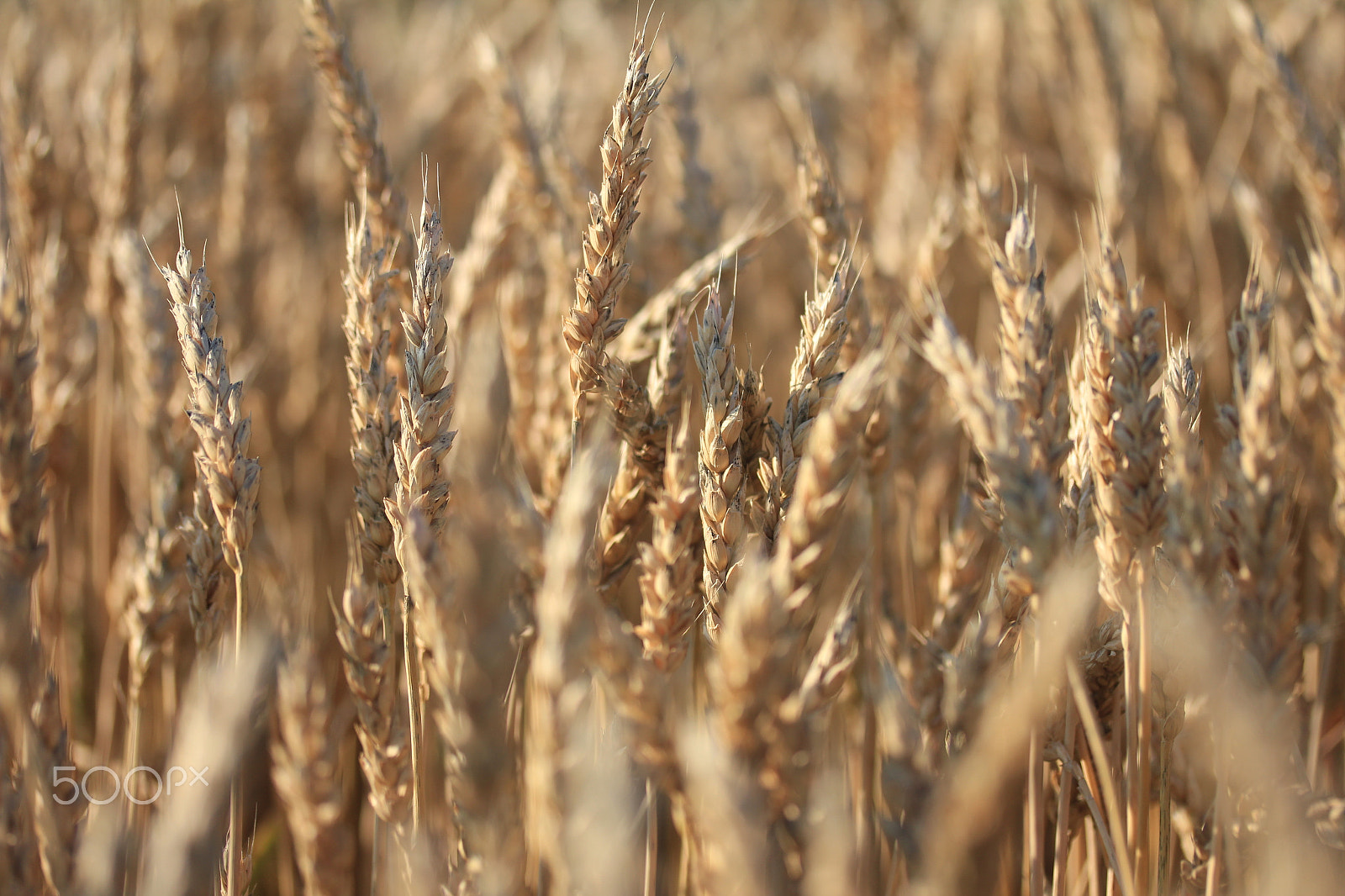 Canon EOS 550D (EOS Rebel T2i / EOS Kiss X4) sample photo. Wheat photography