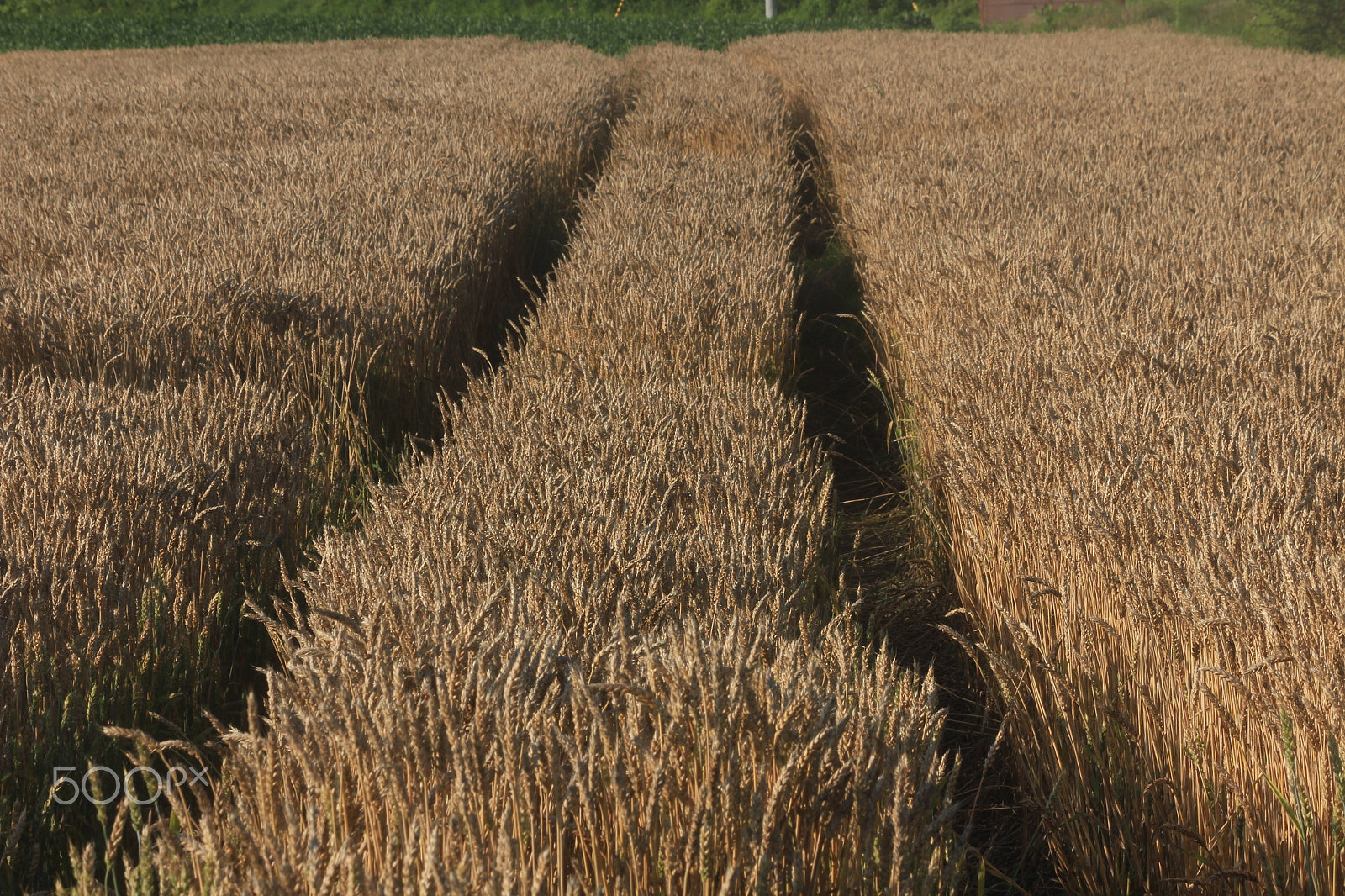 Canon EOS 550D (EOS Rebel T2i / EOS Kiss X4) sample photo. Wheat photography